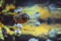 Piranha fish in the water Royalty Free Stock Photo