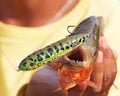 Piranha With Fishing Lure