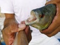 Piranha on hook