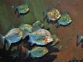 Small School of Piranha Fish