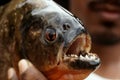 Piranha in Peruvian Amazon