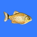 Piranha or Pirana fish isolated on white background. Hand drawn dangerous cold-blooded freshwater predator. Book, card Royalty Free Stock Photo