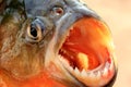 Piranha portrait