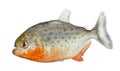 Piranha - Serrasalmus nattereri