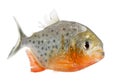 Piranha - Serrasalmus nattereri