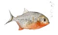 Piranha, Serrasalmus nattereri, studio shot