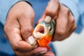 Piranha showing teeth