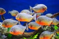 Piranhas Royalty Free Stock Photo