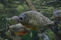 Piranhas in the aquarium. Piranha closeup Royalty Free Stock Photo