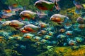 piranhas in deep transparent water