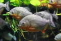 Piranhas fish Royalty Free Stock Photo