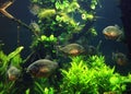 Piranhas