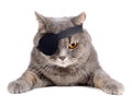 Pirate cat