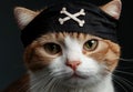 Pirate cat with eye patch and crossbones hat Royalty Free Stock Photo