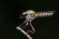 a pirate fly, aka robberfly, was perched on the tip of a dry branch Royalty Free Stock Photo