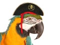 Pirate macaw parrot