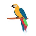 Pirate parrot sitting on wooden perch. Colorful tropical exotic bird. Royalty Free Stock Photo