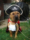 Pirate Shar Pei Royalty Free Stock Photo