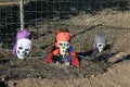 Pirate skeleton heads coming out of the ground