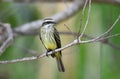 Piratic Flycatcher Legatus leucophaius