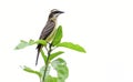 Piratic Flycatcher Legatus leucophaius