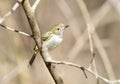 Piratic Flycatcher Legatus leucophaius