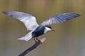 Pirched Whiskered Tern