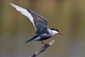 Pirched Whiskered Tern
