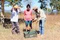 PirenÃÂ³polis baru harvest manufacturing and preparation of baru nuts Royalty Free Stock Photo