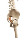 The piriformis Royalty Free Stock Photo