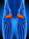 The piriformis Royalty Free Stock Photo