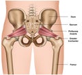 Piriformis muscle 3d medical  illustration on white background Royalty Free Stock Photo