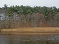 Pirita river, with reed and forest on the Shores