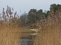 Pirita river, with reed waving in the wind and forest on the Shores