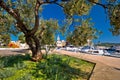 Pirovac olive tree architecture view