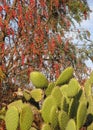 Pink peppercorn tree or pirul with nopales I