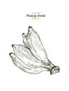 Pisang Awak banana .Thai call Kluai Namwa set. hand draw sketch Royalty Free Stock Photo