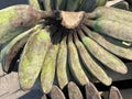 Pisang Kepok (musa acuminata) or yellow local kepok banana in the market, Indonesian fruit