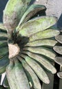 Pisang Kepok (musa acuminata) or yellow local kepok banana in the market, Indonesian fruit