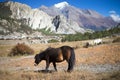 Horses and Pisang Peak and Forest in the Himalaya mountains, Annapuna region, Nepal Royalty Free Stock Photo