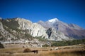 Horses and Pisang Peak and Forest in the Himalaya range, Annapuna region, Nepal Royalty Free Stock Photo