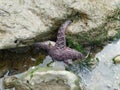 Pisaster ochraceus can be purple or orange sea star, or starfish Royalty Free Stock Photo