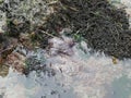 Pisaster ochraceus can be purple or orange sea star, or starfish