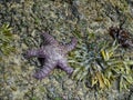 Pisaster ochraceus can be purple or orange sea star, or starfish Royalty Free Stock Photo