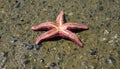 Pisaster ochraceus on the Pacific ocean beach. Generally known as the purple sea star, ochre sea star, or ochre starfish.