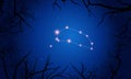Piscis Austrinus constellation. Tree branches, sky Royalty Free Stock Photo