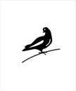 Pision Icon,vector Best Flat Icon,bird Flat Icon,best Illustration Design Icon.
