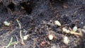 Pismire ants saving larvae cocoon in nest