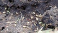 Pismire ants saving larvae cocoon in nest
