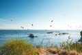 Pismo Beach Cliffs and Flock of Birds. Royalty Free Stock Photo